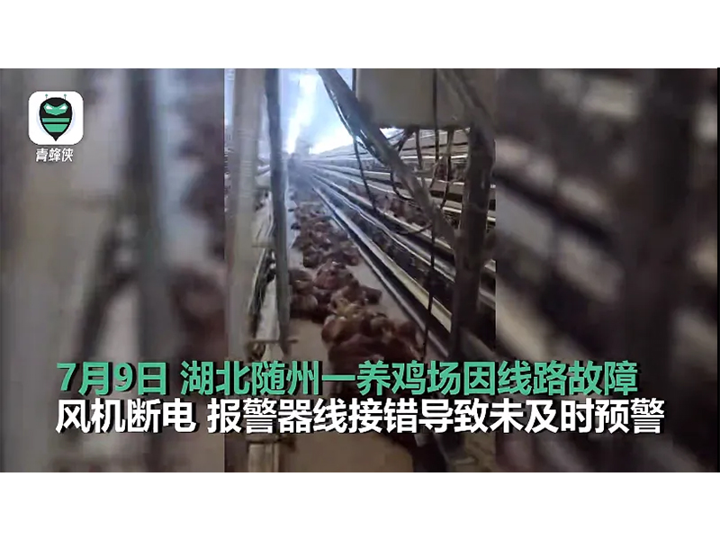 4000只雞被熱死！湖北養(yǎng)雞場(chǎng)停電故障給我們的啟示